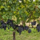 Cabernet Sauvignon